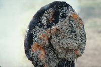 Termite nest on fire