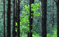 Lush green closeups of forest