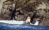 Sea lions diving
