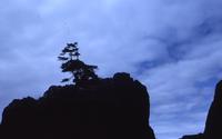 Tree and cliff silhouettes