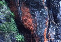 Orange lichen, green ferns and black rock