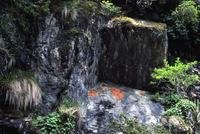 Orange lichen, green ferns and black rock