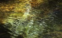 Golden and green water reflections
