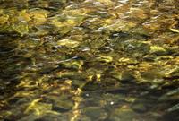 Golden and green water reflections