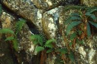Ferns against rocks