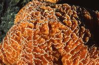 Starfish and sea urchins