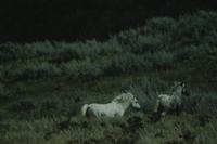 White and grey wild ponies