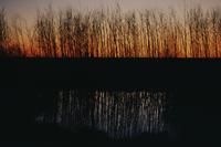 Vivid red sunset seen through reeds at pond's edge