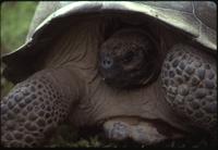 Trip to giant tortoises on Alcedo crater
