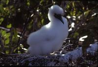 Redfooted booby and young