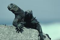 Welcoming marine iguanas on rock