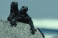 Welcoming marine iguanas on rock