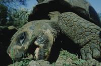 Close-up of giant tortoises eating, at Darwin Research Station