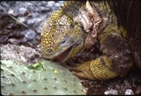 Land iguana (eating cactus)