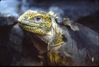 Land iguana on rock