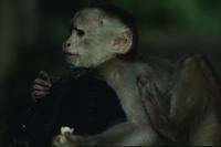 Stuart playing with monkey