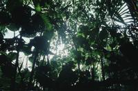 Jungle trail near Cabanas