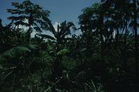 Shots of jungle (banana plants)
