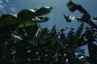 Shots of jungle (banana plants)
