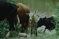 Boys herding cows