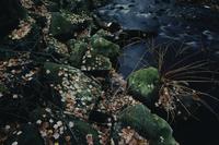 Leaves, green rocks and stream
