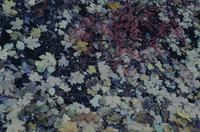 Purple, pink and green leaves - confetti