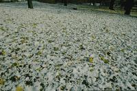 Carpet of wet snow and yellow leaves
