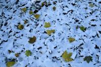 Yellow leaves in snow