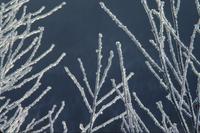 Hoarfrost on small plants near Haines