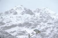 Eagles and trees with mountain backdrop near Haines