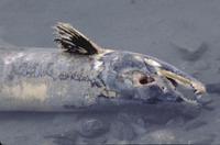 Dead salmon in water near Haines
