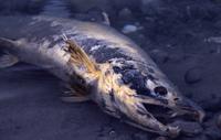 Dead salmon in water near Haines