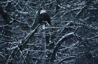 Pair of eagles in tree near Haines 