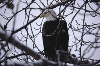 Close-up of eagle in tree near Haines 