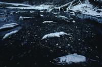 Frost on dead salmon near Haines 