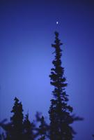 Trees and stars - predawn light