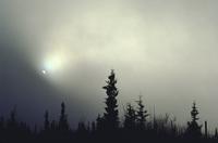 Sun through dense fog and trees near Haines 