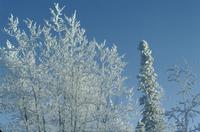 Hoarfrost falling from trees [near Haines ]