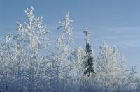 Hoarfrost falling from trees [near Haines ]