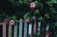 Pink fence and flowers