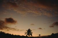 Palm trees and moon sunrise