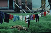Sleeping pigs and laundry