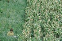 Boy peeking beside corn field