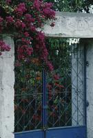 Bougainvillea and white wall