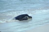 Turtle to lay eggs on Las Bachas Beach