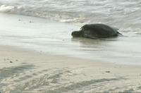 Turtle to lay eggs on Las Bachas Beach