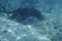 Manta ray and other underwater shots
