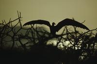 Immature frigatebirds, sunset silhouette
