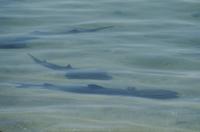Sharks near shore