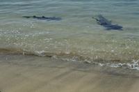 Sharks near shore